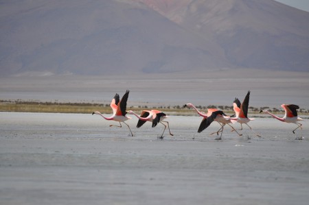 Almost flying, Salar de Huasco - Chile