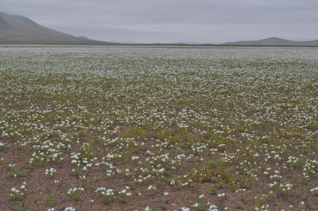 Flowering desert, Vallenar - Chile