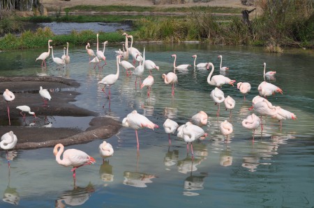 Flamingos, Animal Kingdom - Orlando - USA