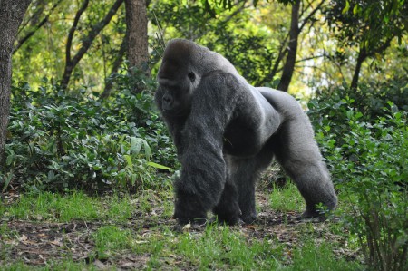 Gorilla, Animal Kingdom - Orlando - USA