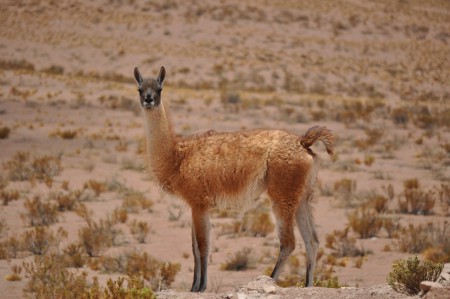 Guanaco, Road to Collahuasi mine - Chile