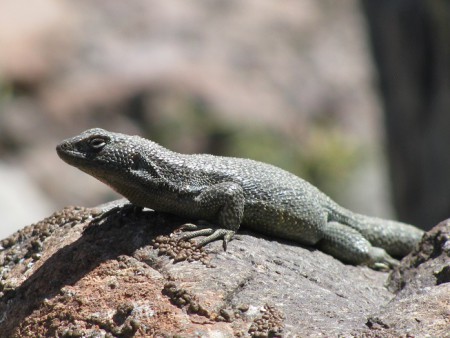 Lagarto Chileno (liolaemus chilensis), Yerba Loca - Chile