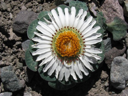 Andes Mountain flower, Yerba Loca - Chile
