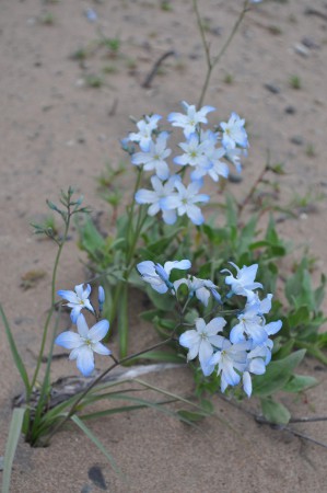 Celestina, Flowering desert - Chile