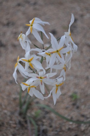 Huilli (leucocoryne), Flowering desert - Chile