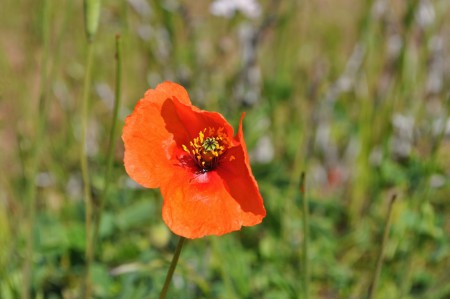 Orange poppy flower, IV Region - Chile