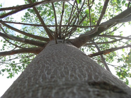 Braquiquito Blanco (brachychiton populneum), Curacaví - Chile