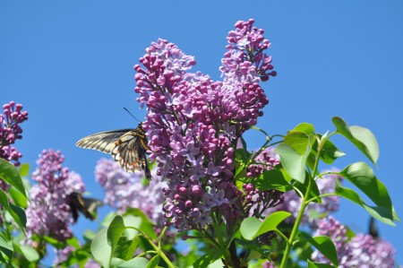 Lila, Curacaví - Chile