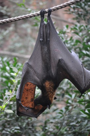 Hanging bat, Animal Kingdom - Orlando - USA