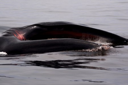 Finn whale, Caleta Chañaral - Chile