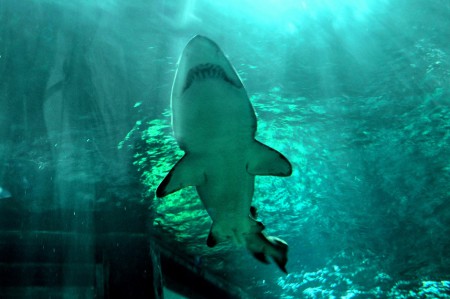 Shark, Seaquarium - Orlando - USA