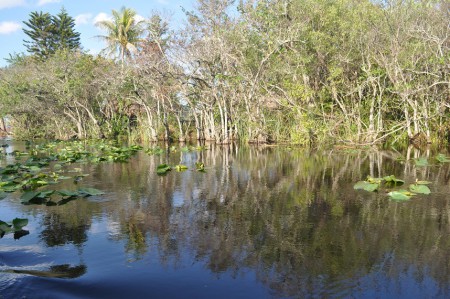 Everglades, Florida - USA