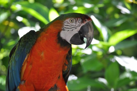 Red parrot, Jungle Island - Miami - USA