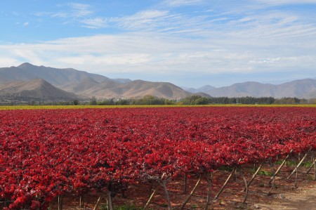 Vineyard in autumn, Valle del Elqui - Chile