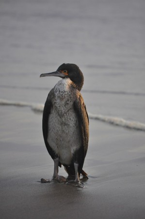 stil looking for my name, La Serena - Chile