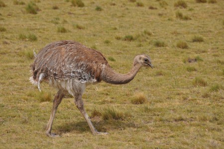 Ñandu beside the road, Torres del Paine - Chile