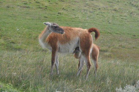 Baby guanaco sucking milk, Torres del Paine - Chile