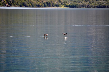 Cormorants flying over the sea, Patagonian channels -  Chile