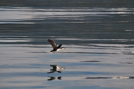 Cormorant reflexion, Patagonian channels - Chile