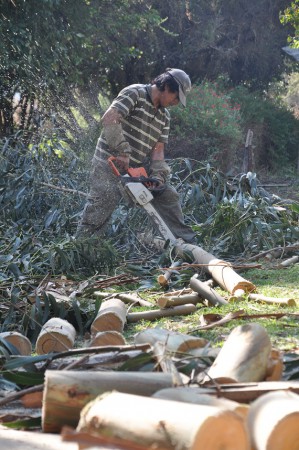 Chopping wood, Curacaví - Chile
