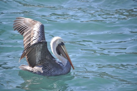 Pelican, Quintay - Chile