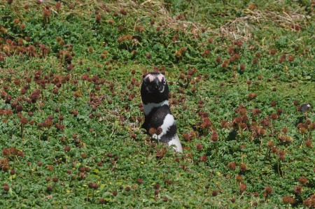 Penguin, Puerto Octay - Chile
